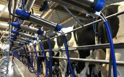 Sam Kidd installs MilktechNZ CR-1 Electronic cup removers into his Herringbone shed